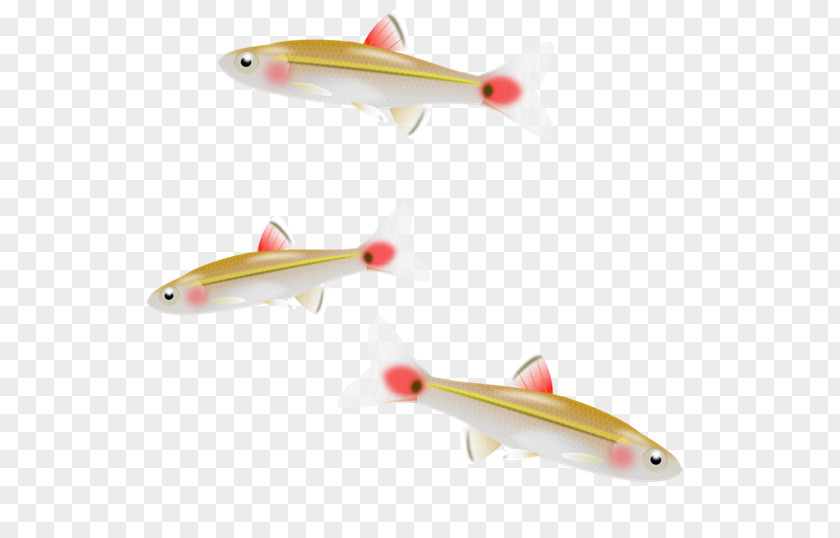 Raw Fish Cliparts Minnow Clip Art PNG