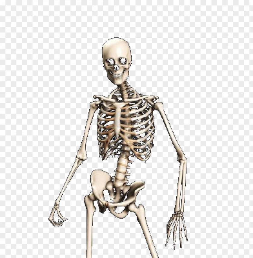 Skeleton, Bones, Anatomy, Human Skeleton Skull Bone PNG