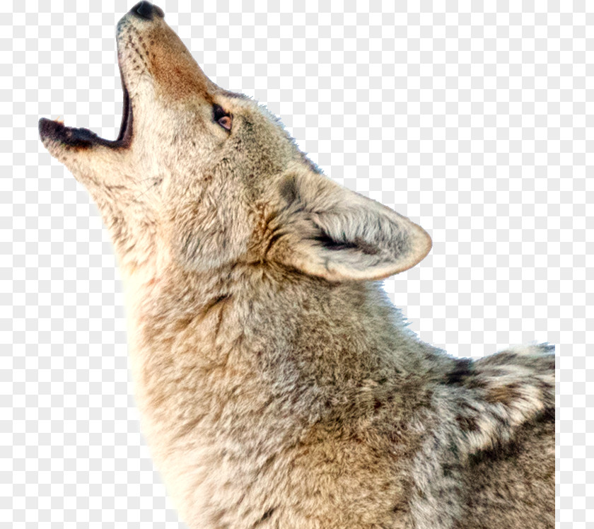 Dog Coyote Jackal Howl Red Wolf PNG