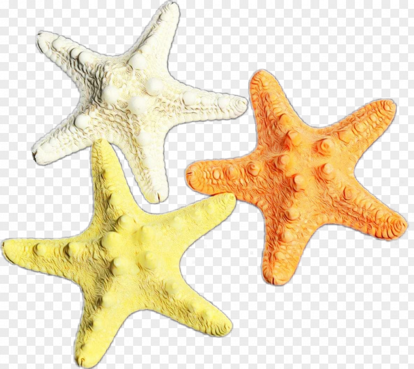 Jewellery Fashion Accessory Starfish Yellow Marine Invertebrates Star PNG
