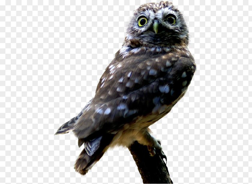 Owl Bird Of Prey Beak Feather PNG