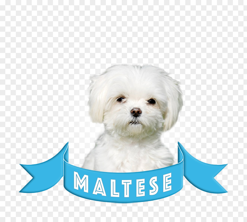 Puppy Maltese Dog Bolognese Bichon Frise Havanese Morkie PNG