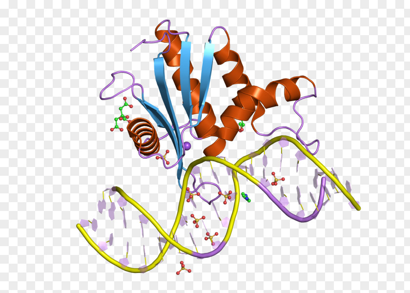 Ribonuclease H RNASEH1 Endonuclease Enzyme PNG