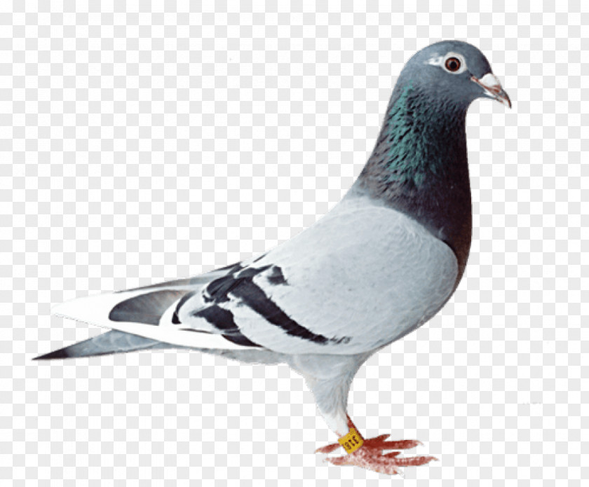 Bird Homing Pigeon Racing Homer Fancy PNG