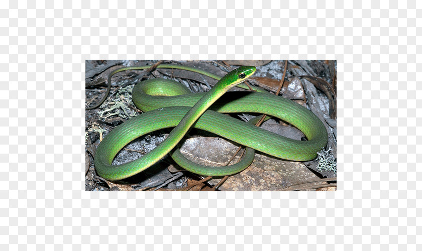 Colubrid Snakes PNG
