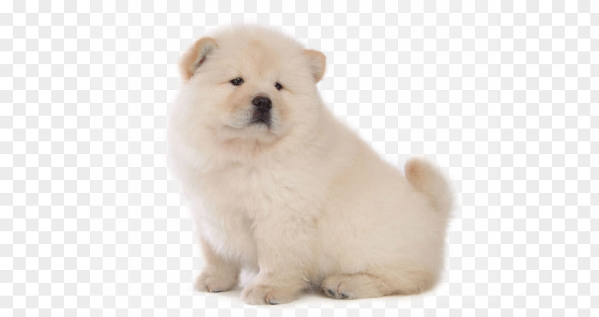 Cute Chow Yorkshire Terrier Puppy Dog Breed Type PNG