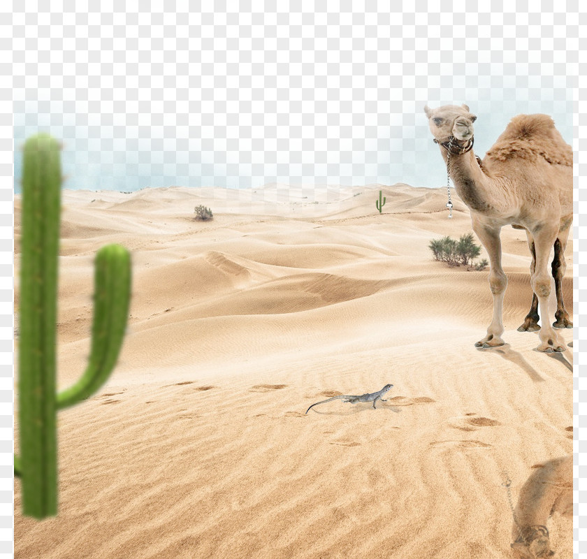 Desert Camel Car Poster PNG