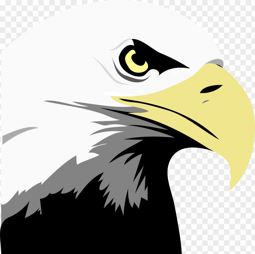 Eagle Bald Bird Clip Art PNG