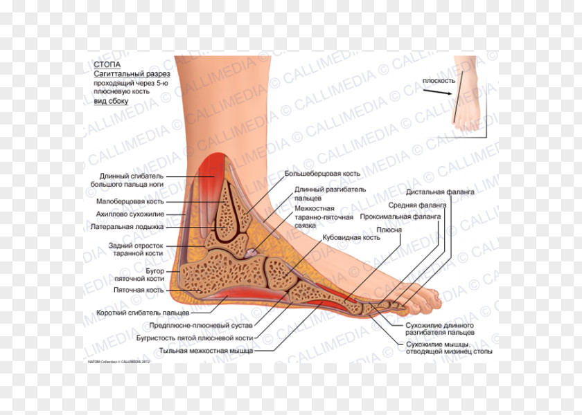 Finger Foot Sagittal Plane Flexor Digitorum Longus Muscle Hallucis PNG
