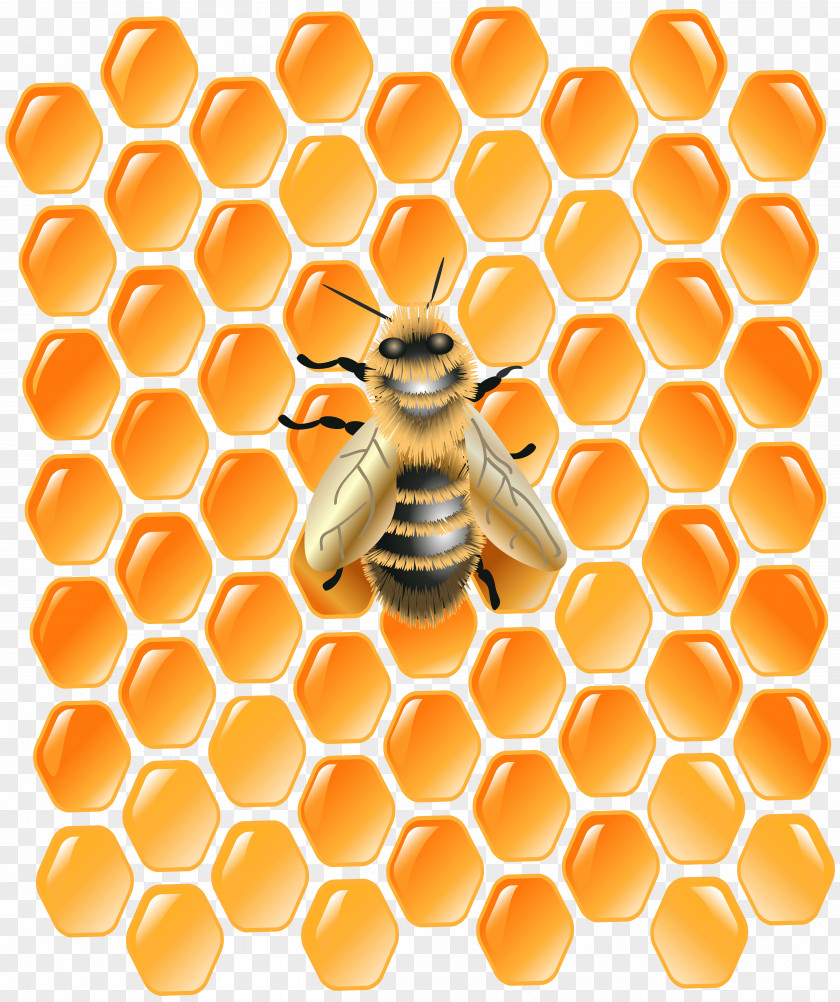 Honeycomb Clipart Honey Bee Clip Art PNG