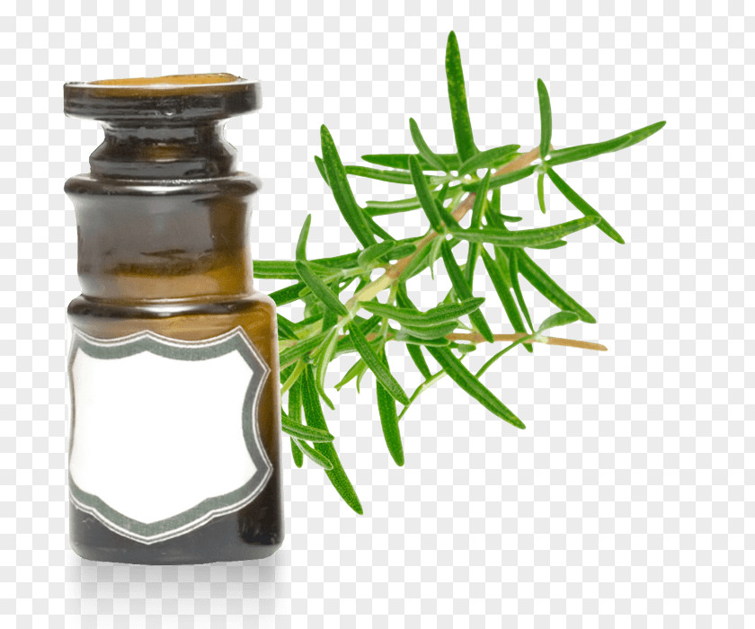 Oil Essential Rosemary Peppermint Verbenone PNG