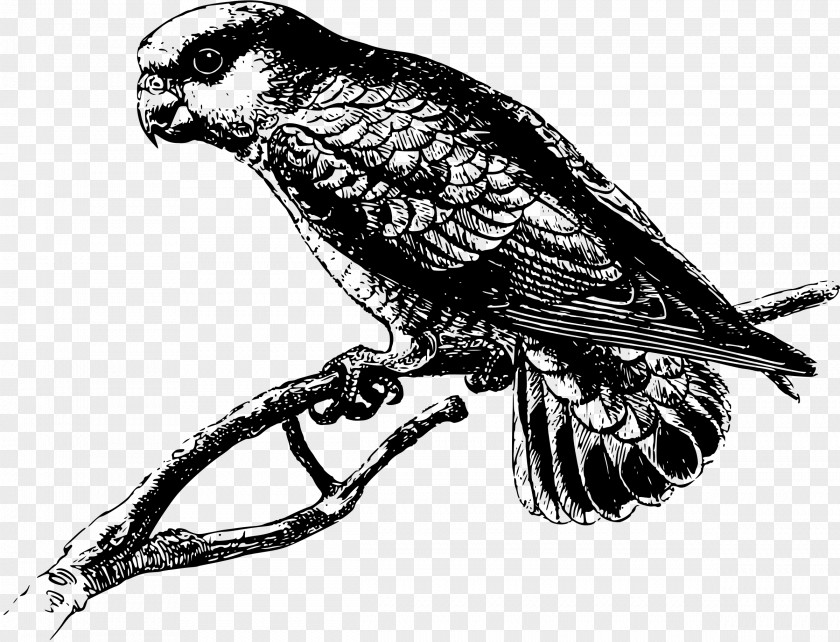 Parrot Illustration Macaw Bird Clip Art PNG