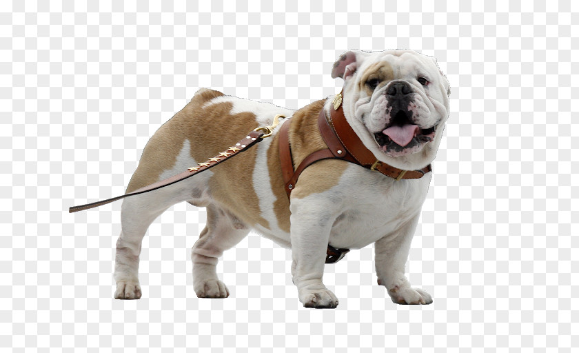 Puppy Old English Bulldog Toy Olde Bulldogge French PNG