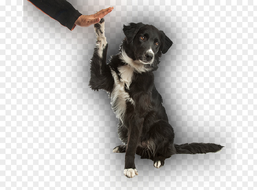 Puppy Stabyhoun Border Collie Dog Training Breed PNG