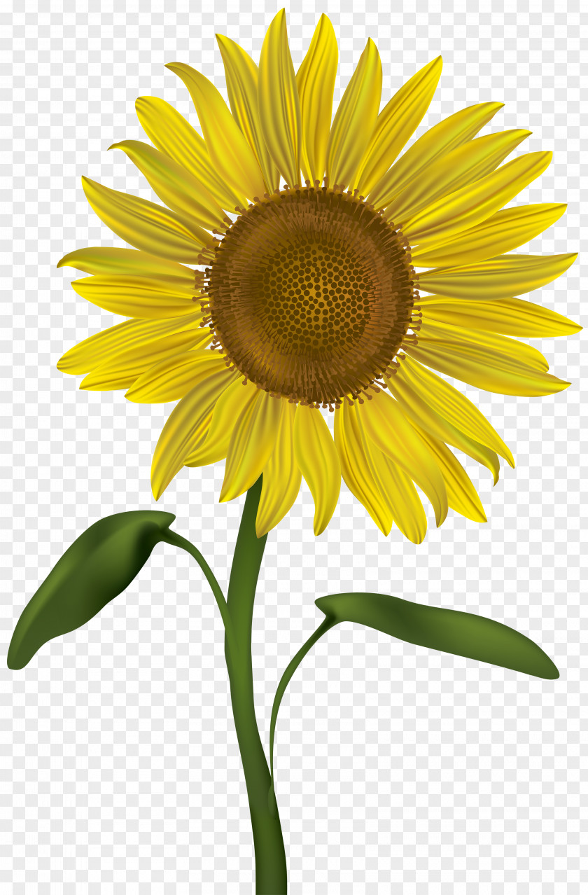 Clip Art Image Transparency Common Sunflower PNG