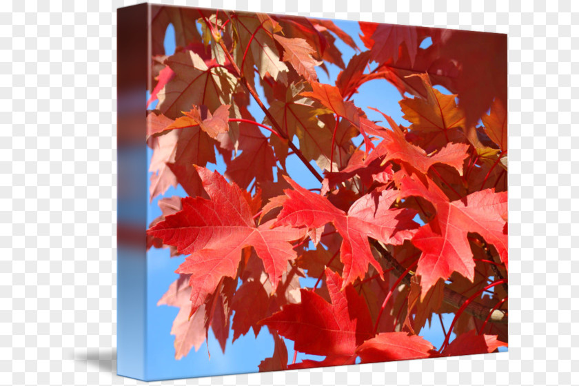 Early Autumn Poster Maple Leaf Branching PNG
