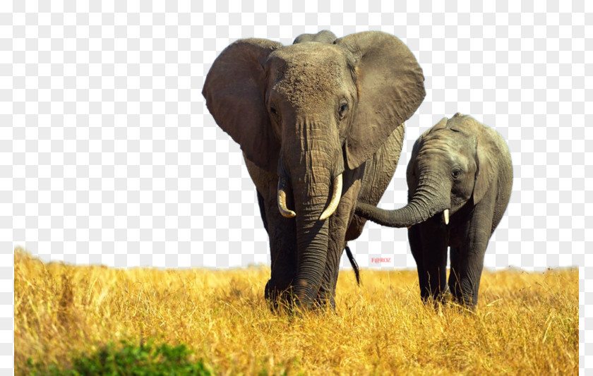 Indian Elephant African Elephantidae Tusk Rhinoceros PNG