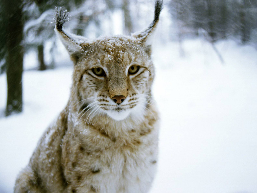 Lynx Eurasian Felidae Cat Kitten Canada PNG