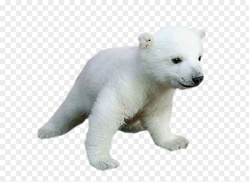 Polar Bear Baby Animals For Kids PNG