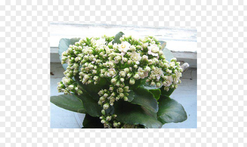 Kalanchoe Blossfeldiana Viburnum Lentago Hydrangea PNG