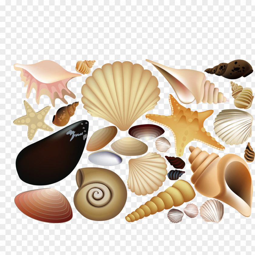 Shellfish Shells Collection Seashell Euclidean Vector Drawing Illustration PNG