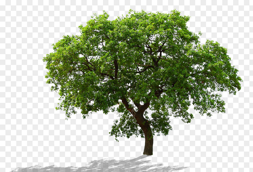 Tree Clip Art Image Trunk PNG