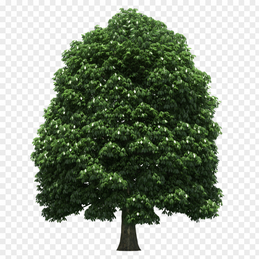 Tree Trunk Shrub Leaf PNG