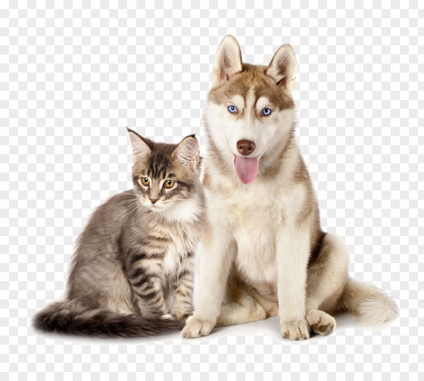 Cats And Dogs Together Siberian Husky Maine Coon Kitten Puppy Dogu2013cat Relationship PNG