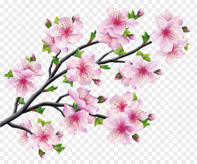 Cherry Blossoms Blossom Drawing Tree PNG