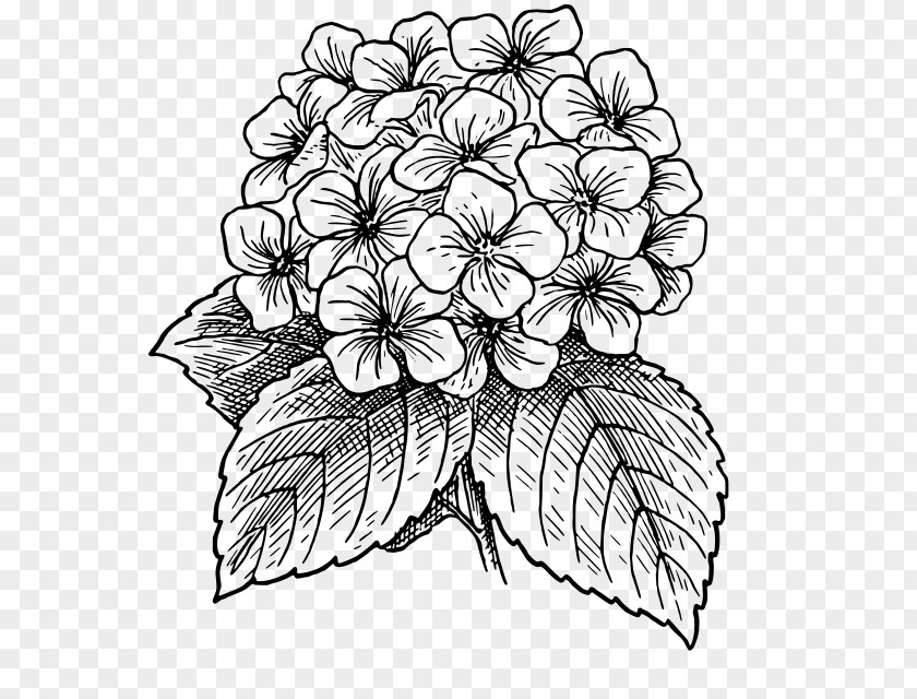 Hydrangea Flower Drawings Line Art PNG