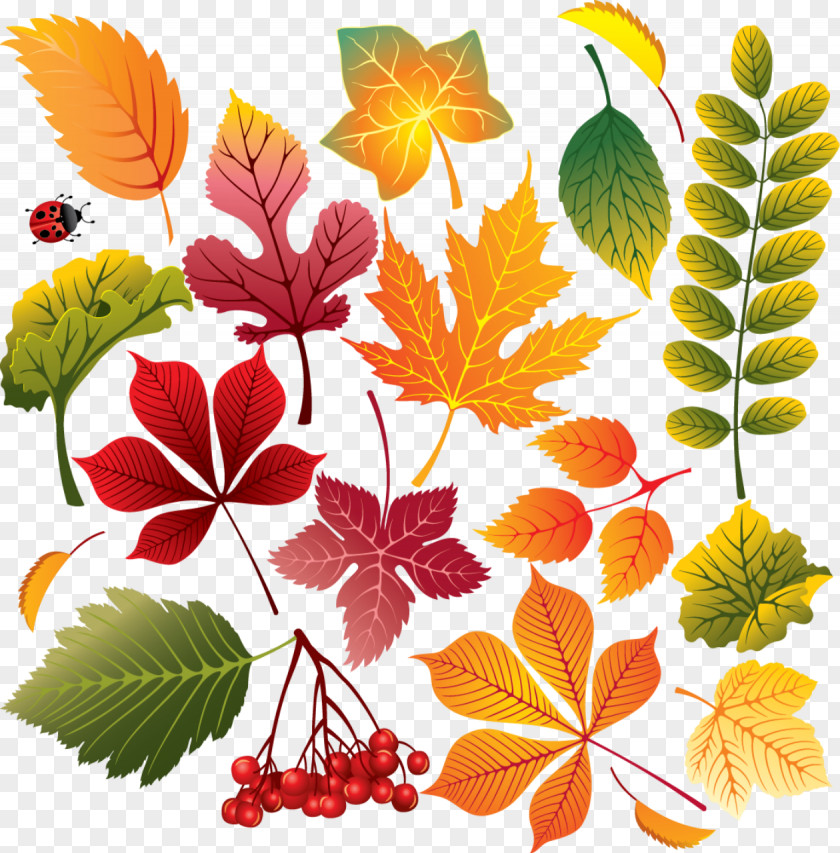 Leaf Watercolor Autumn Color Maple PNG