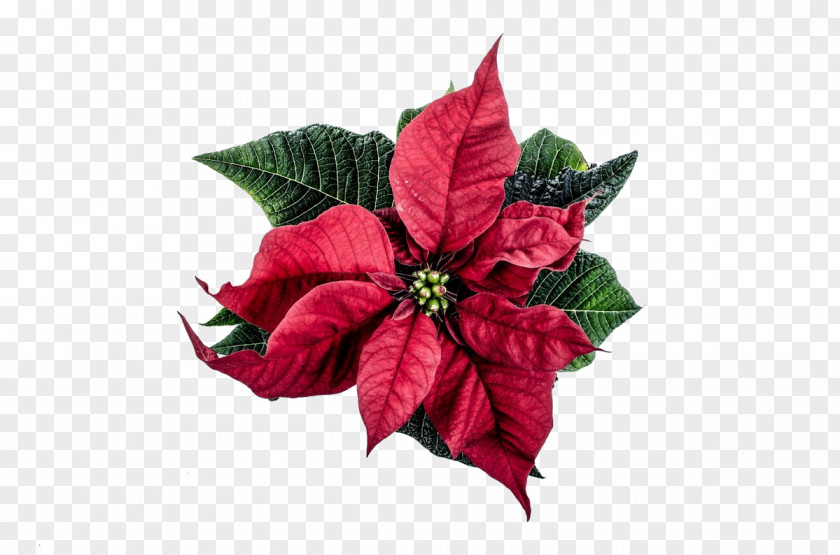 Poinsettia Plants Happiness Wish Love Smile PNG