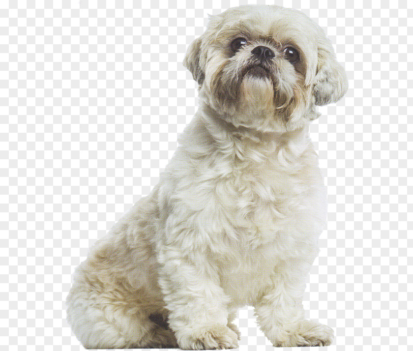 Schnoodle Shih Tzu Little Lion Dog Havanese Bolonka PNG