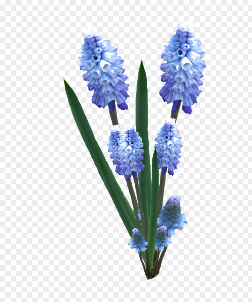 Ski Facility English Lavender Hyacinth Cut Flowers Plant Stem PNG
