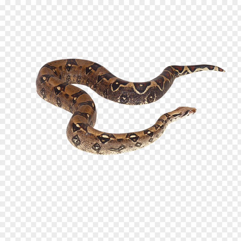 Snake Crotalus Cerastes Reptile Boa Constrictor PNG