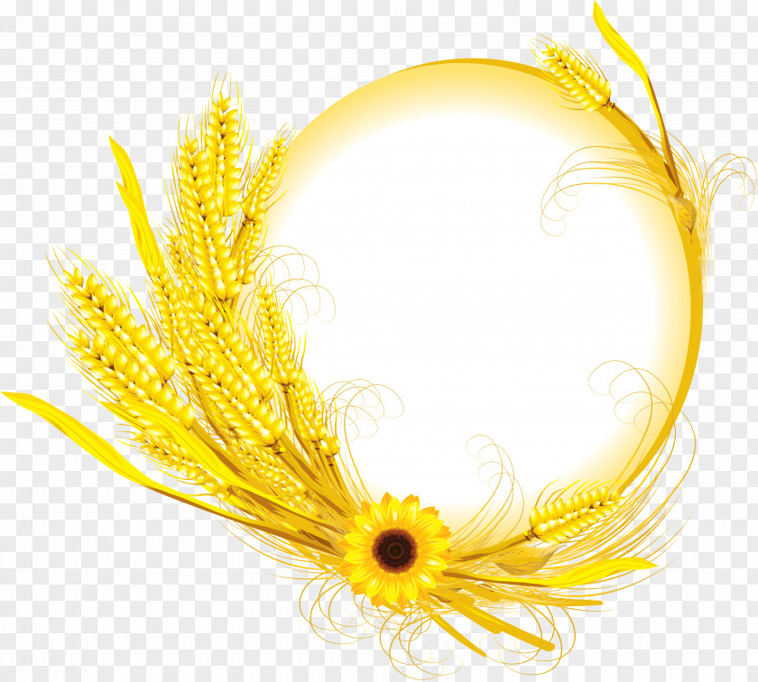 Sunflower Oil Common Wheat Clip Art PNG