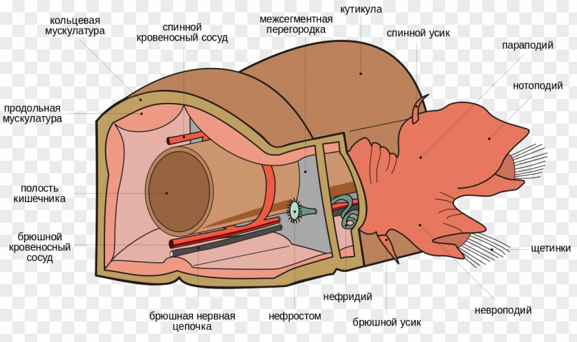 Bone Structure Polychaeta Worm Anatomy Riftia Pachyptila Segmentation PNG