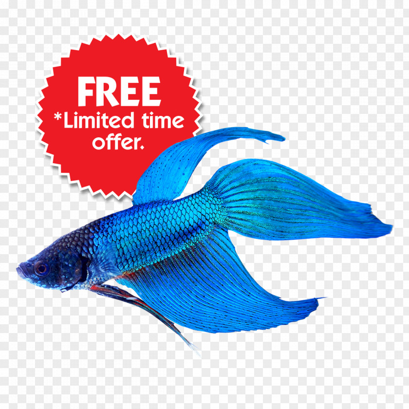 Fish Siamese Fighting Veiltail Cat Aquarium PNG