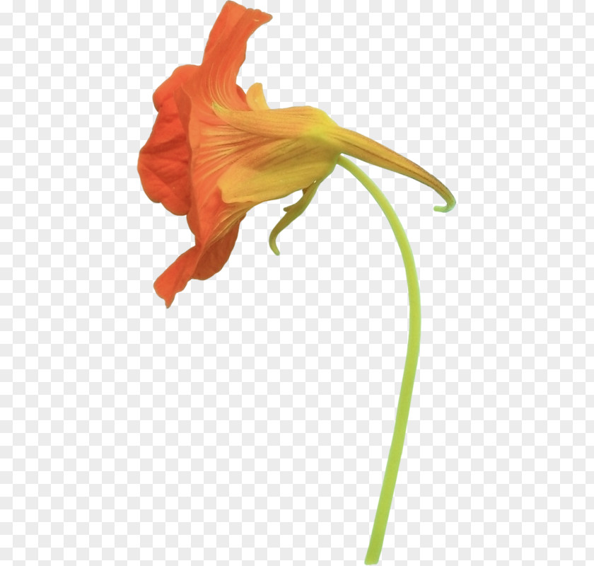 Flower Cut Flowers Petal Nasturtium PNG