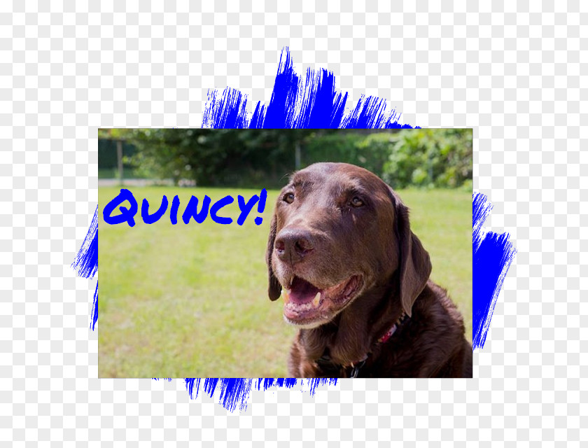 Labrador Dog Retriever Chesapeake Bay Flat-Coated Boykin Spaniel Weimaraner PNG