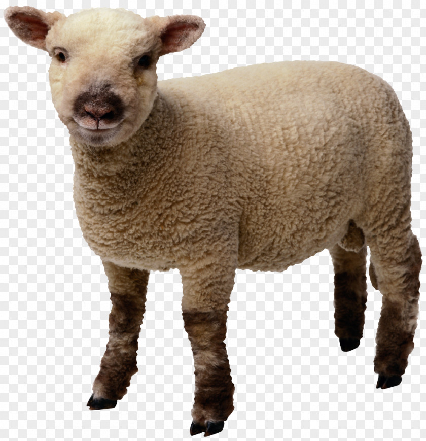 Sheep Download Clip Art PNG