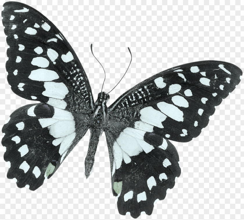 Beautiful Butterfly Monarch Moth Black And White Papilio Demoleus PNG