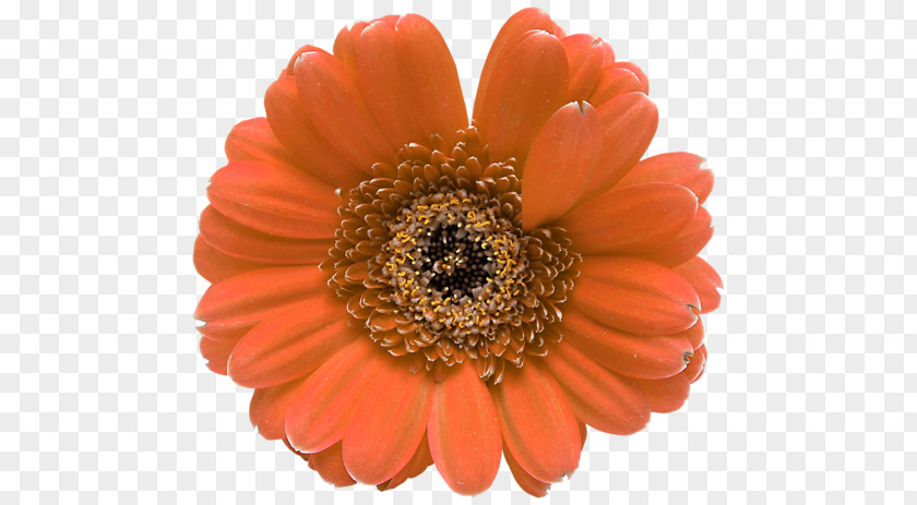 Flower Transvaal Daisy Petal Floral Design PNG