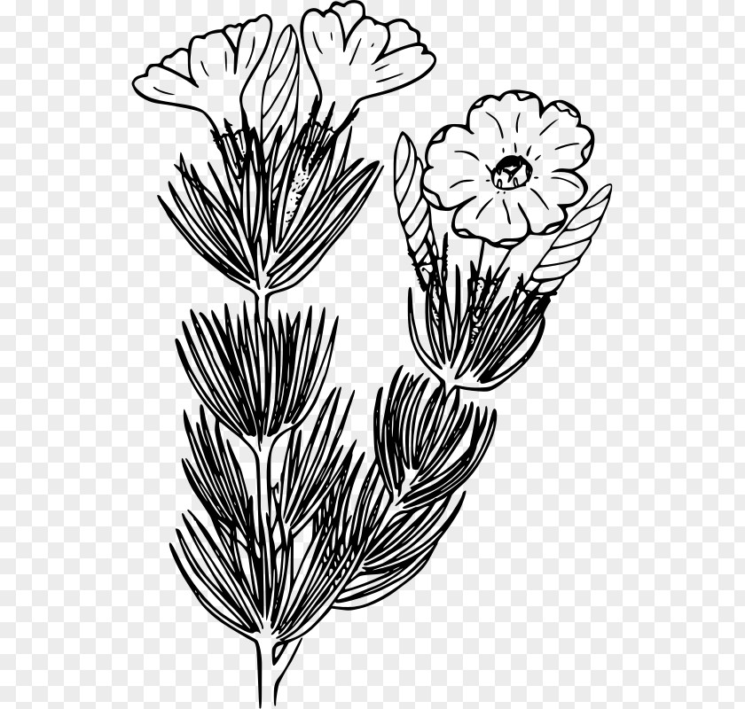 Phlox Ox Clip Art PNG