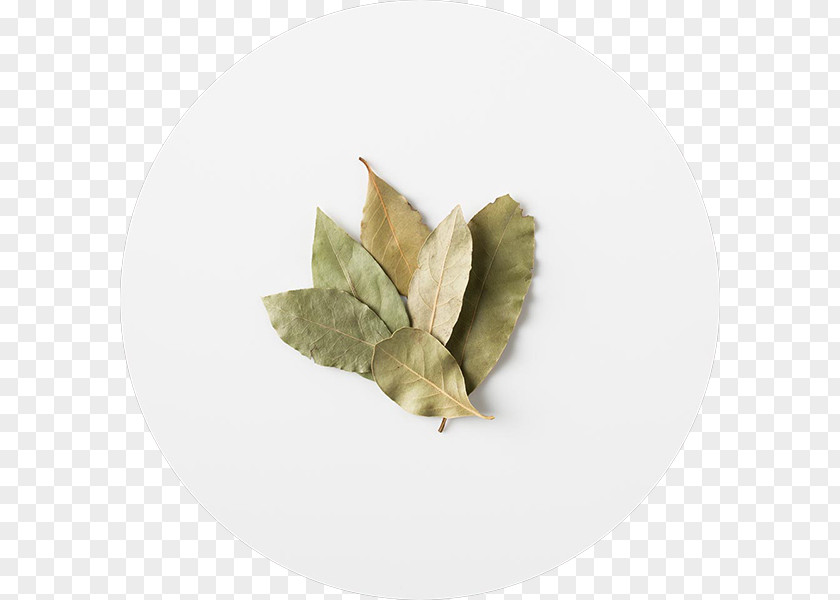 BAY LEAVES Taco Burrito Mexican Cuisine Chipotle Grill PNG