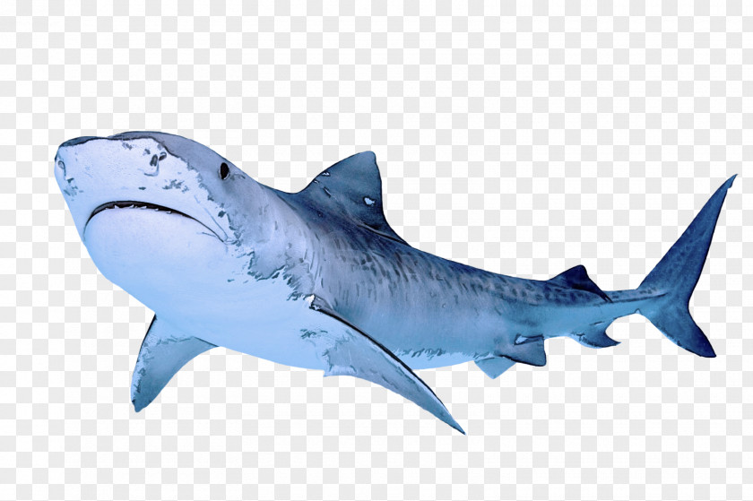 Carcharhiniformes Fin Shark PNG
