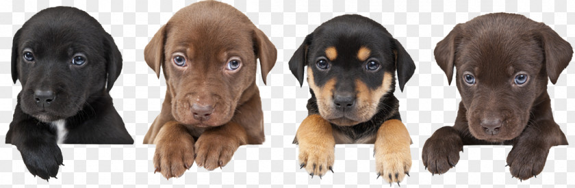 Signs Anxious Dog Puppy German Shepherd Whelping Box Training Breed PNG