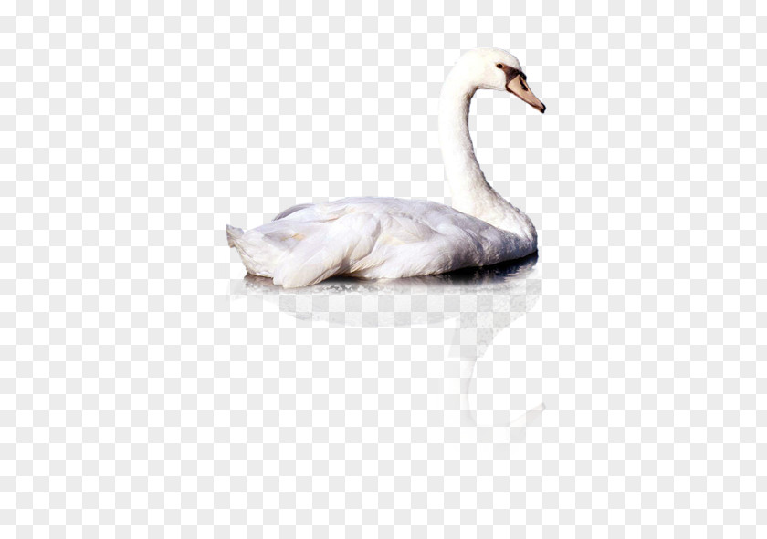 Swan Cygnini Duck Computer File PNG