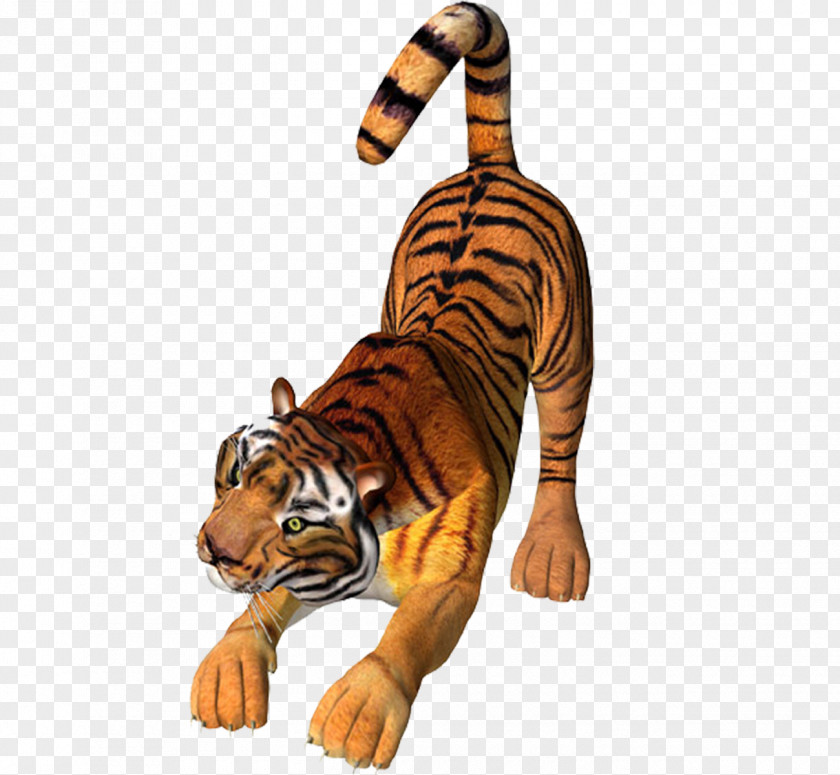 Tiger Picture Material Lion Cat PNG