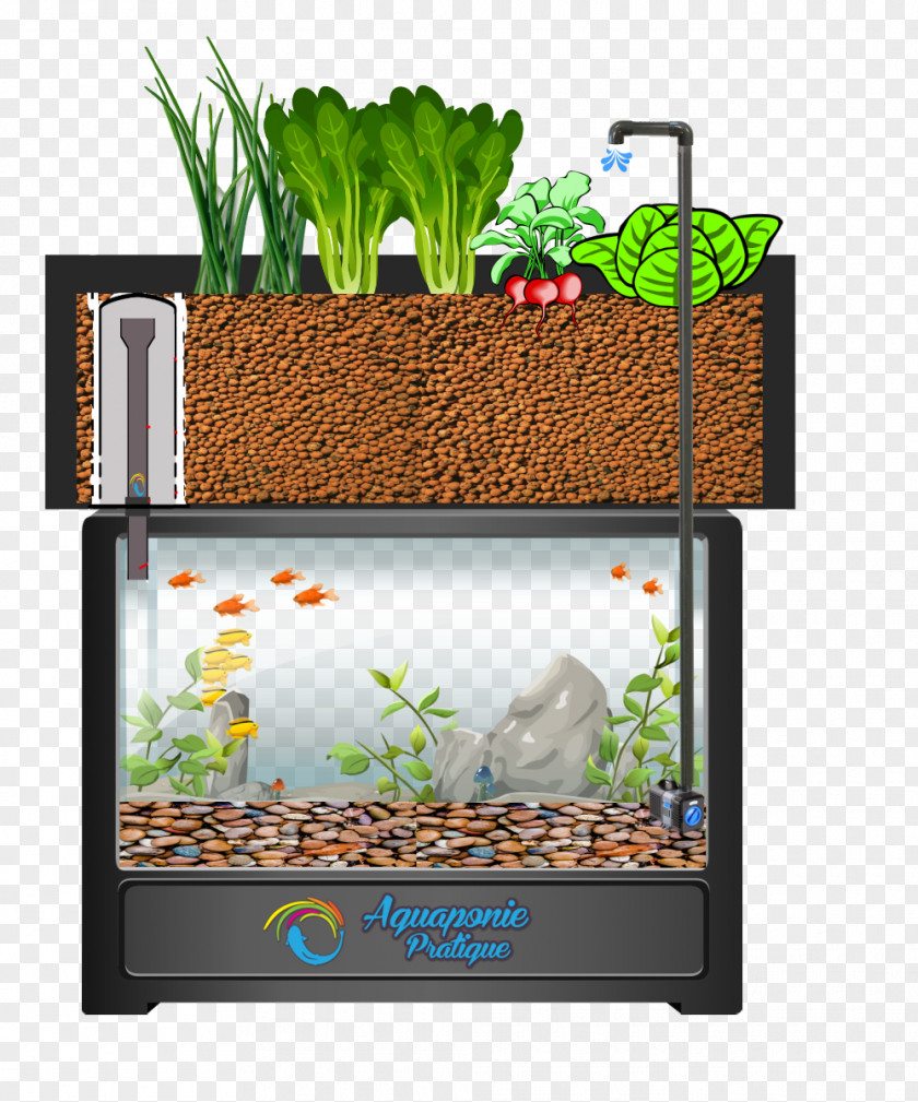 Aquarium Aquaponics Aquariums Glass Lighting PNG